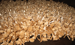 Ковер Veronica Caramel