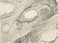 ISFAHAN BELLONA pearl