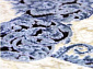 BAROQUE 18617 035