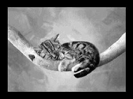 Грязезащитный коврик Modemo 100007 котенок